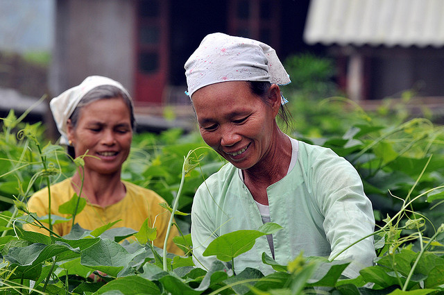 Photo: Neil Palmer (CIAT) Source: Flickr (CIAT)