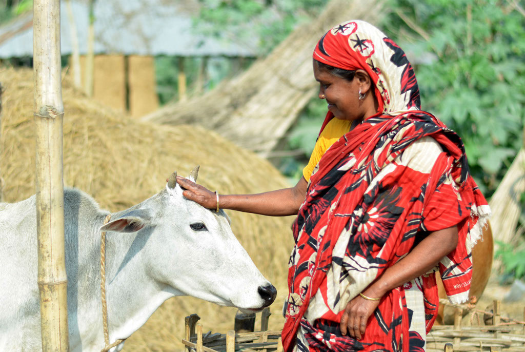 Source: Akram Ali/CARE Bangladesh Strengthening the Dairy Value Chain (SDVC) project