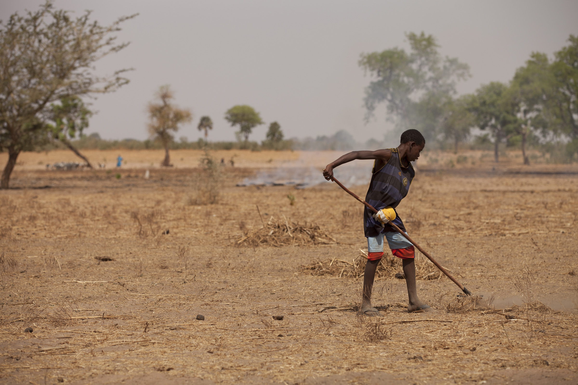 A young boy rakes away crop covers in land affected by wind erosion (Senegal). Photo: Milo Mitchell. Source: Flickr (IFPRI Image)