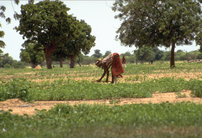 Photo: Alison Slack. Source: Flickr (IFPRI Images)